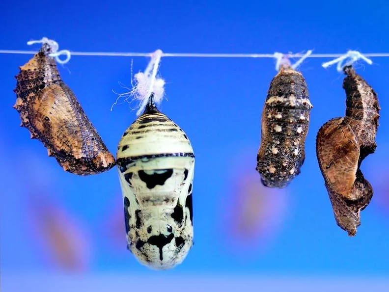 Five butterfly chrysalises hang from a white thread against a vivid blue background, center one pale green with bold black patterning.